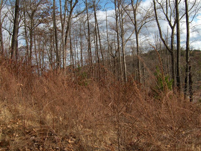 0 Blueberry Hill Tr, Pigeon Forge, TN 37862