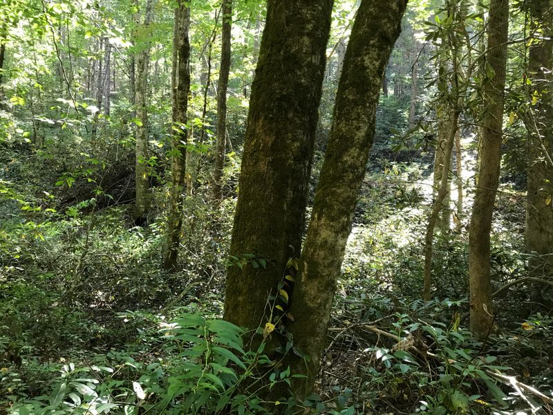 0 Briar Branch Rd, Townsend, TN 37882