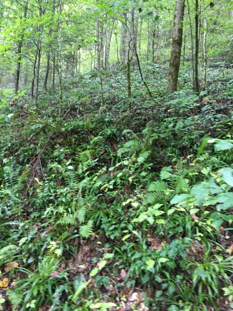 0 Briar Branch Road Rd, Walland, TN 37886