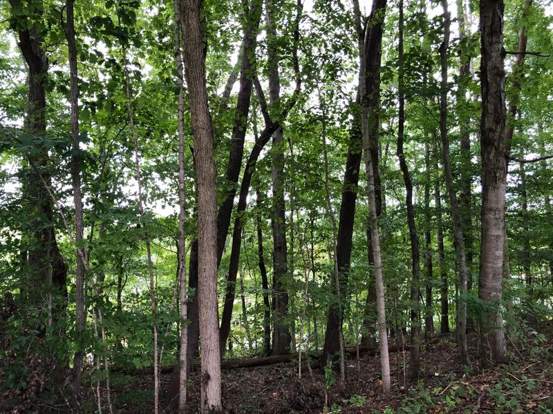 0 Broyles Dr, Caryville, TN 37714
