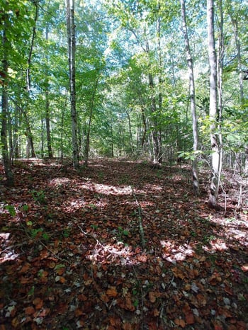 0 Capuchin Creek Rd, Newcomb, TN 37819