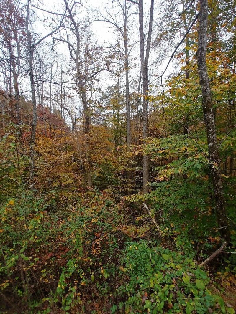 0 Capuchin Creek Rd, Newcomb, TN 37819