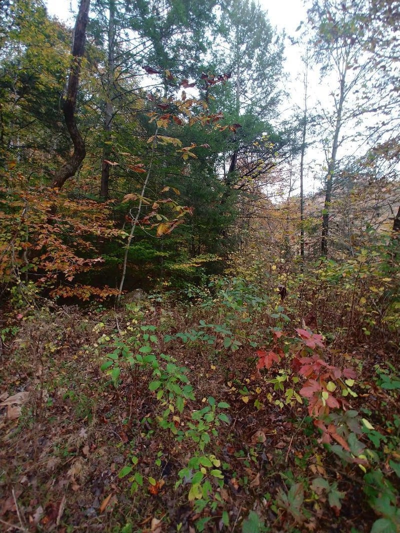 0 Capuchin Creek Rd, Newcomb, TN 37819