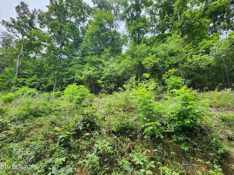 0 Carp Ln, Lafollette, TN 37766