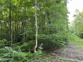 0 Carson Town Rd, Sunbright, TN 37872