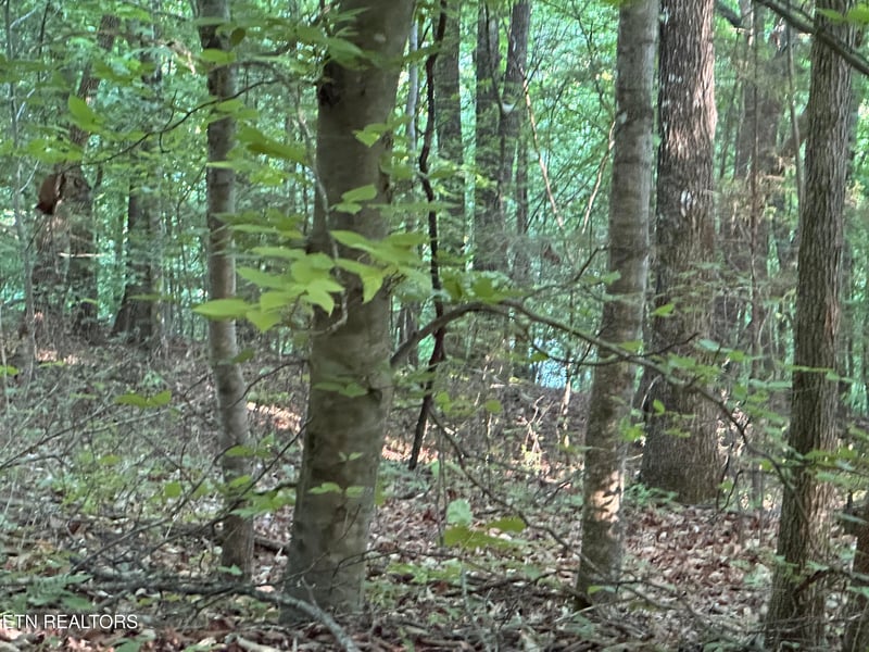 0 Cassies Xing, Speedwell, TN 37870