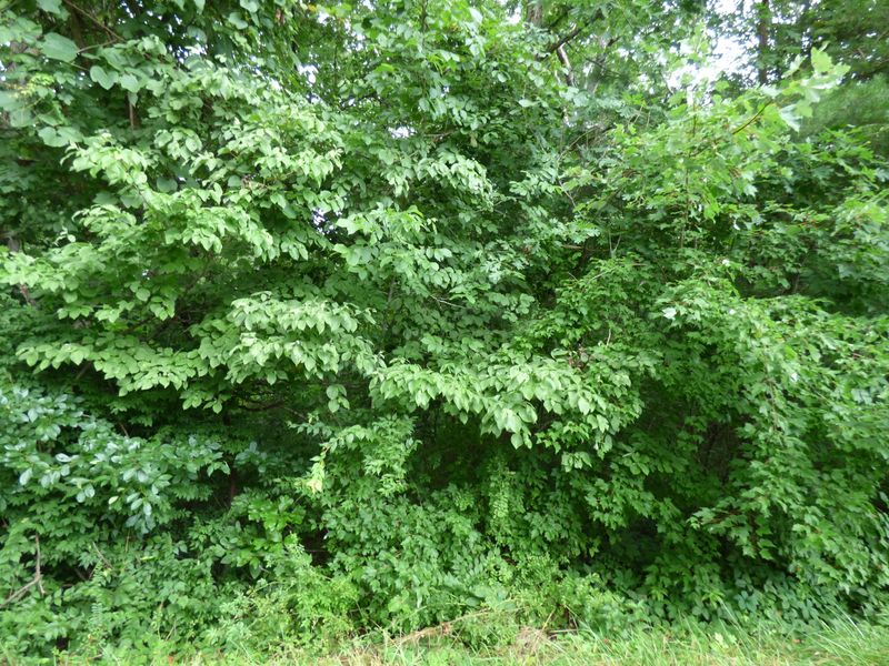0 Cedar Dr, Crossville, TN 38572