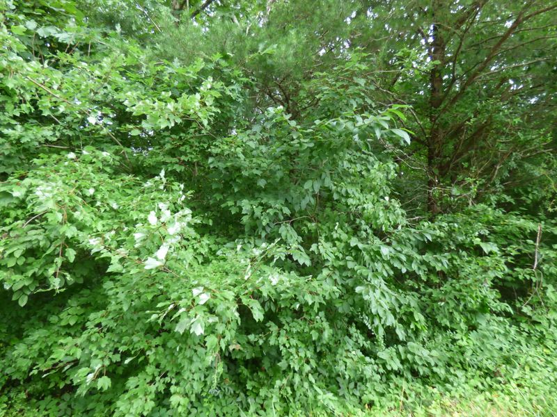 0 Cedar Dr, Crossville, TN 38572