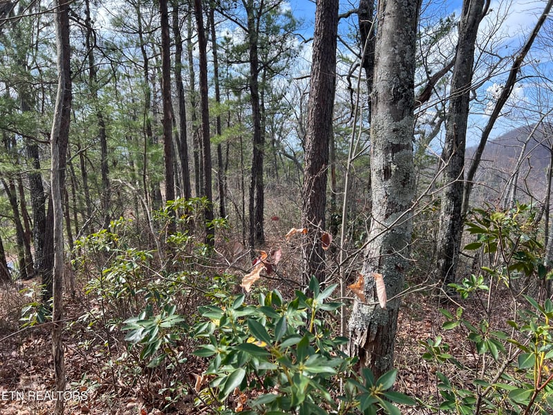 0 Chestnut Ridge Ct, Sevierville, TN 37876
