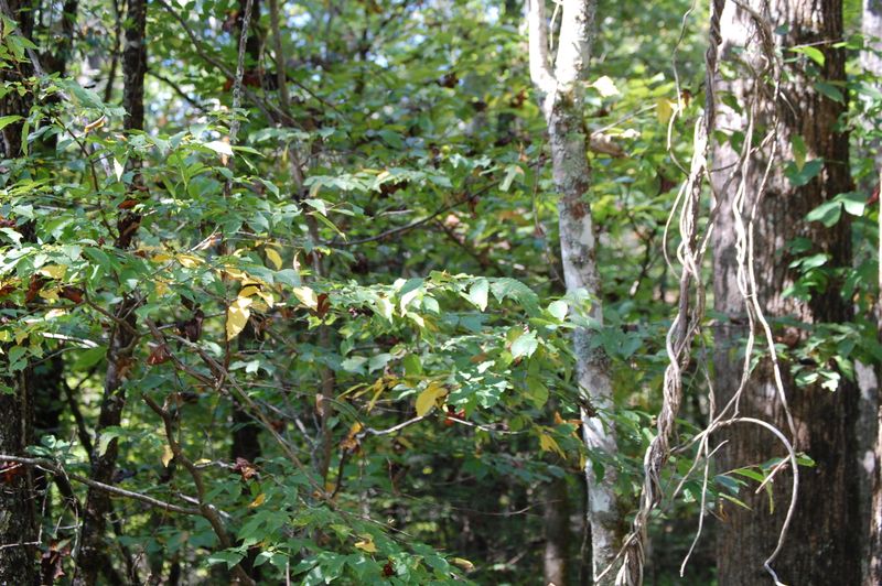 0 Chilhowee Loop Rd, Walland, TN 37886