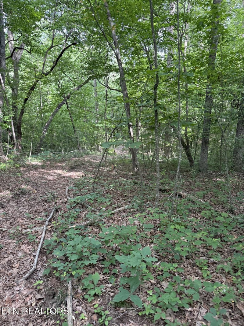 0 Clear Creek Rd 41 Acres, Crossville, TN 38571