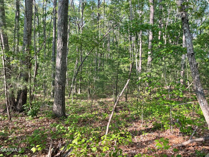 0 Cold Springs Rd, Oneida, TN 37841