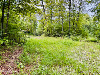 0 Collins Tpke, Deer Lodge, TN 37726