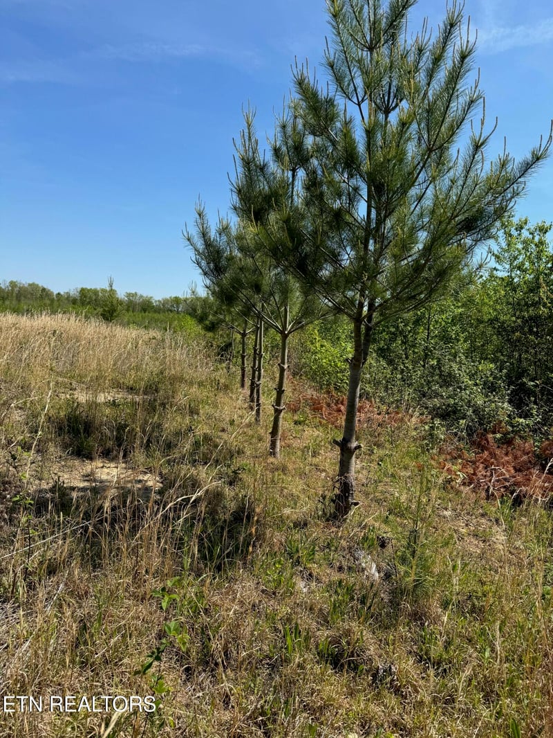 0 Coon Hollow Rd, Sunbright, TN 37872