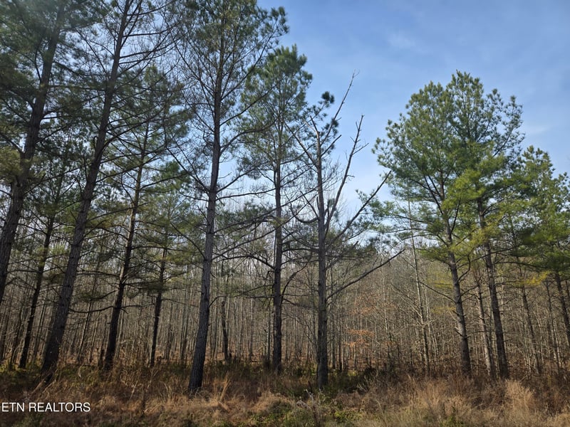 0 Cottonwood Tr, Sunbright, TN 37872