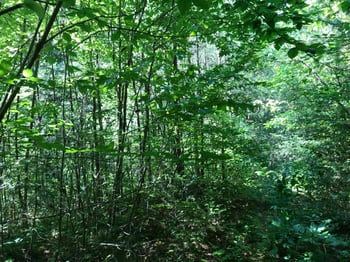 0 Coy Rhea Way, Sevierville, TN 37868