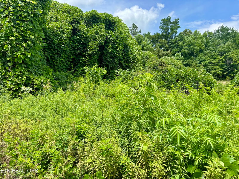 0 Davis Hollow Rd, Harriman, TN 37748