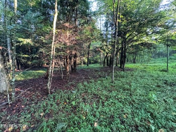 0 Davis Rd, Deer Lodge, TN 37726