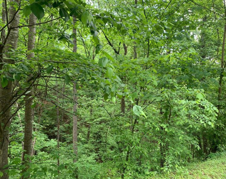 0 Debras Way, Sevierville, TN 37876
