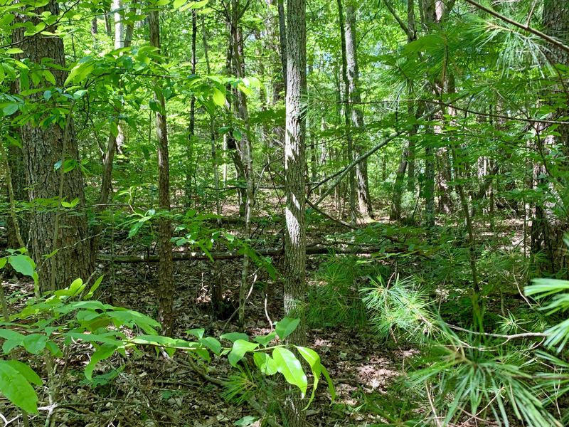 0 Dockery Rd, Tellico Plains, TN 37385