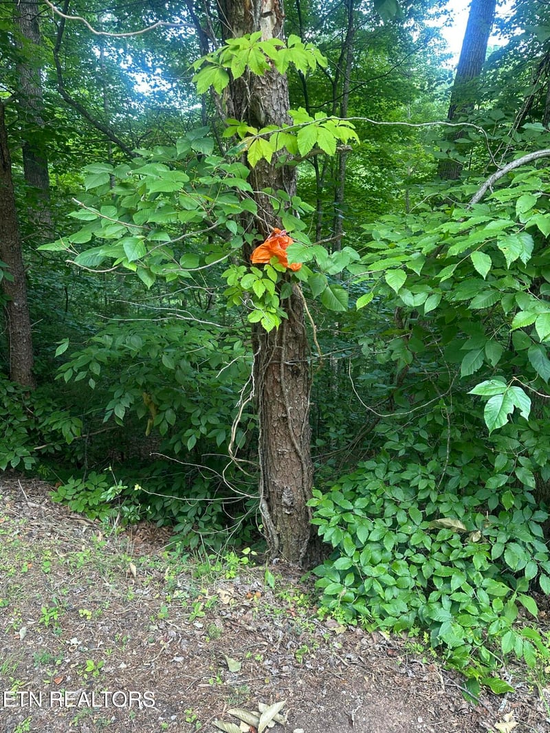 0 Dogwood Tr, Maynardville, TN 37807