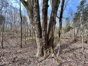 0 Dry Fork Valley Rd, Ten Mile, TN 37880