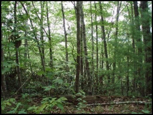 0 Eagle Ps, Walland, TN 37886