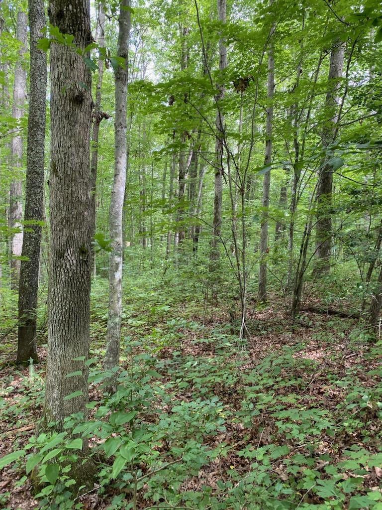 0 Emory View Rd, Lancing, TN 37770