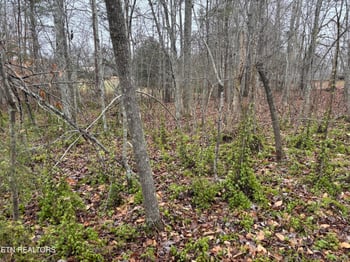 0 Everett Ln, Robbins, TN 37852