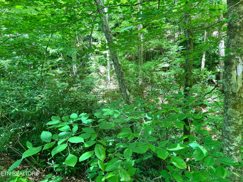 0 Fir Dr Lot 110, Sevierville, TN 37876
