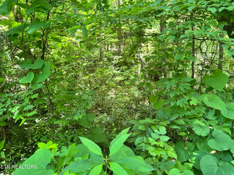 0 Fir Dr Lot 110, Sevierville, TN 37876