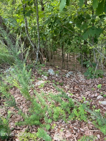 0 Flint Ridge Road Lot 417, Rockwood, TN 37854