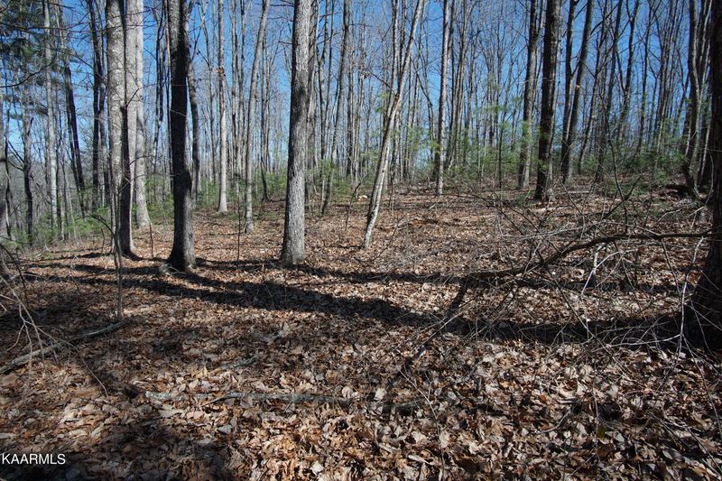 0 Glades Rd, Deer Lodge, TN 37726