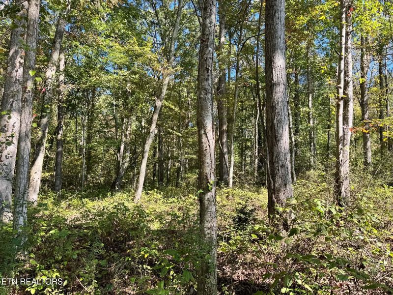 0 Golliher Rd, Rockwood, TN 37854