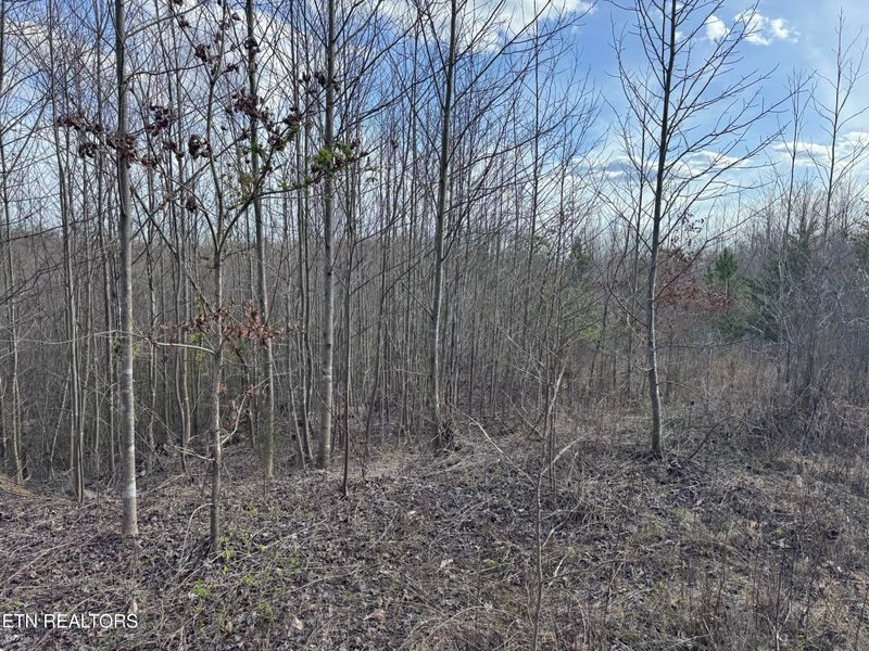 0 Grape Rough Rd, Oneida, TN 37841