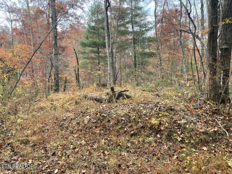 0 Gunter Pl, Sunbright, TN 37872