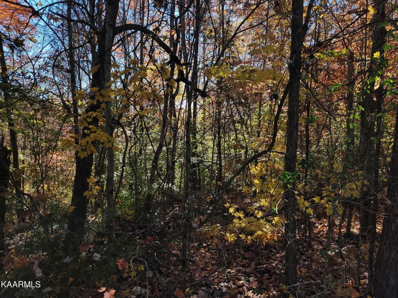 0 Hemlock Ln, Rocky Top, TN 37769