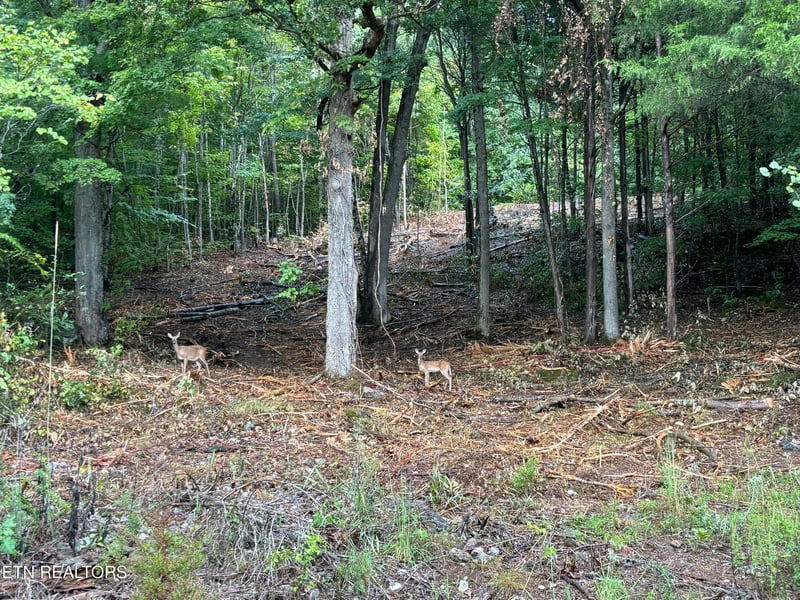 0 Highland Trace Rd, Sharps Chapel, TN 37866
