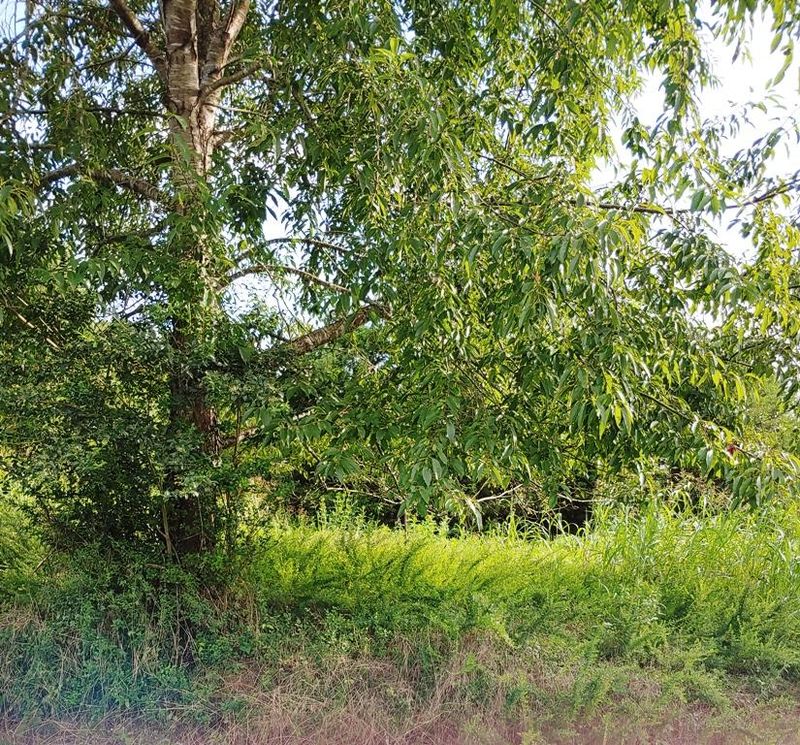 0 Itawa Trl, Vonore, TN 37885
