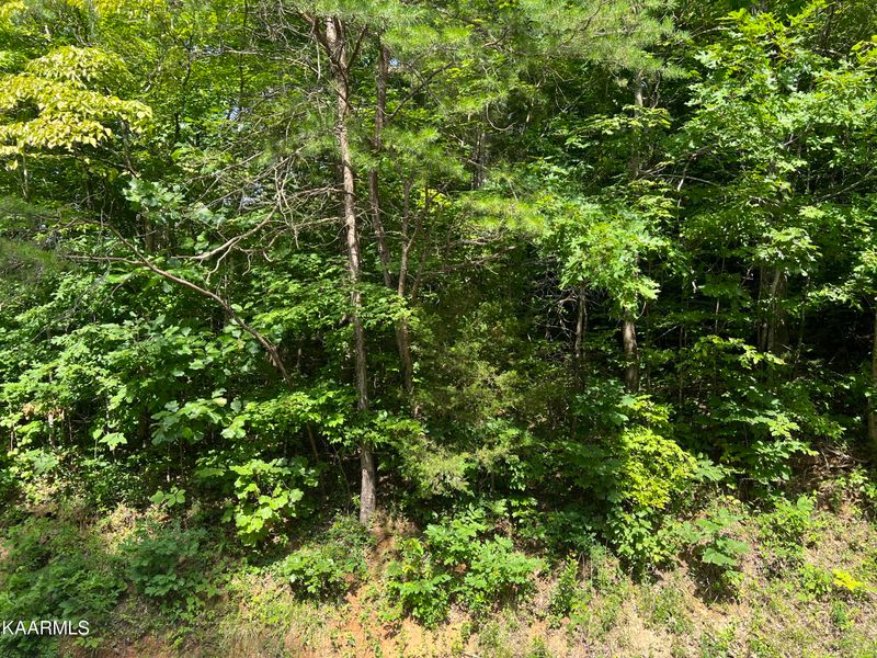 0 Jim Lee Ridge Rd, Lafollette, TN 37766