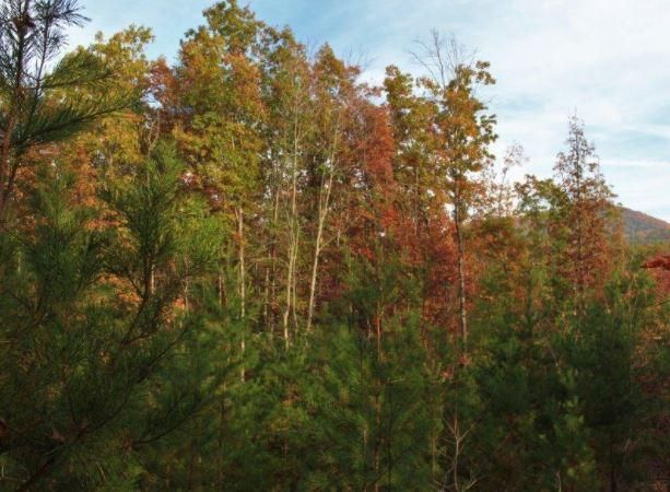 0 Joe Brown Hwy Lots 11 13, Tellico Plains, TN 37385