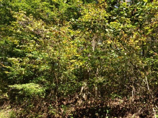 0 Joe Mills Creek Rd, Thorn Hill, TN 37881