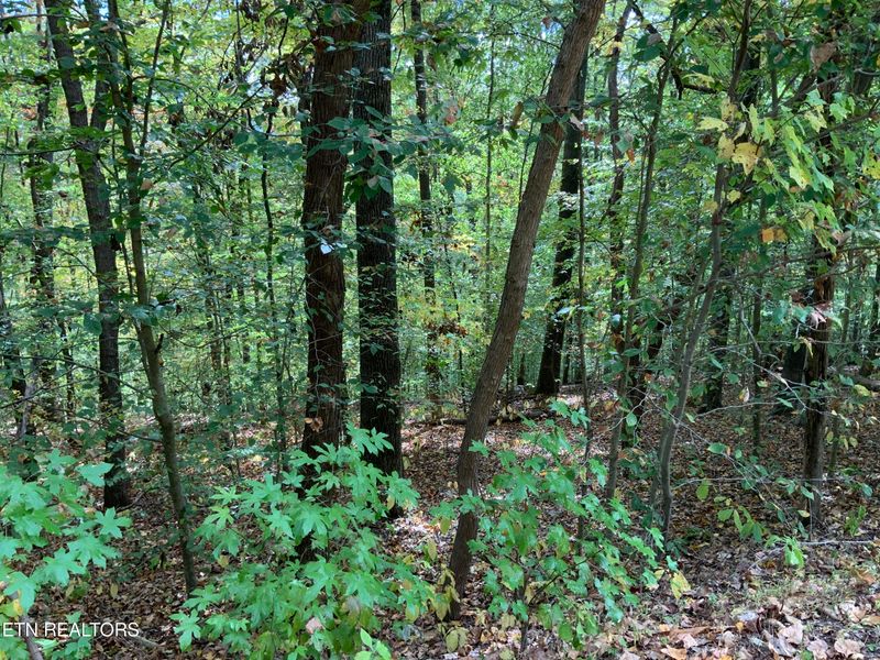 0 L 168 Pearl Point, Sharps Chapel, TN 37866