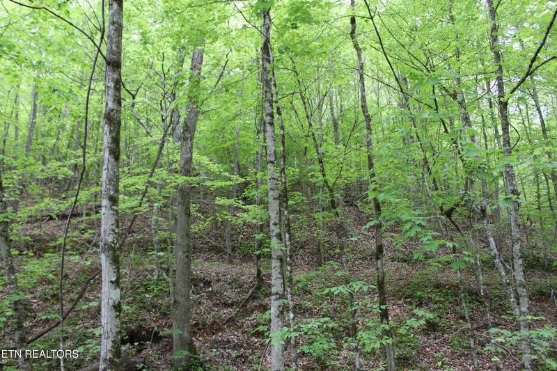 0 Leatherwood Rd, Sevierville, TN 37876