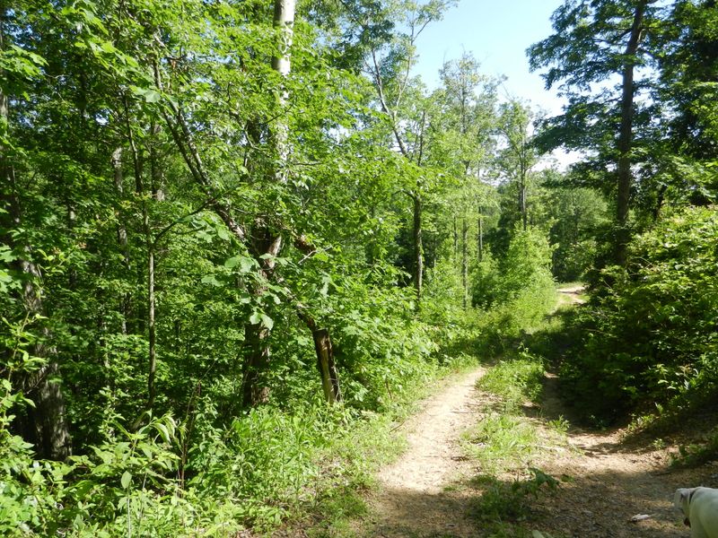 0 Litton Rd, Oneida, TN 37841