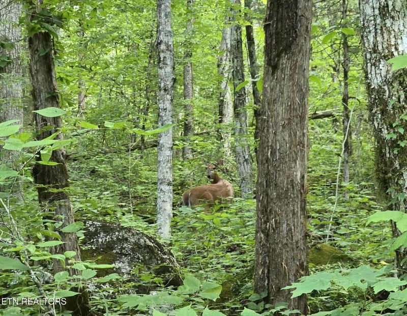 0 Log Mountain Rd, Washburn, TN 37888