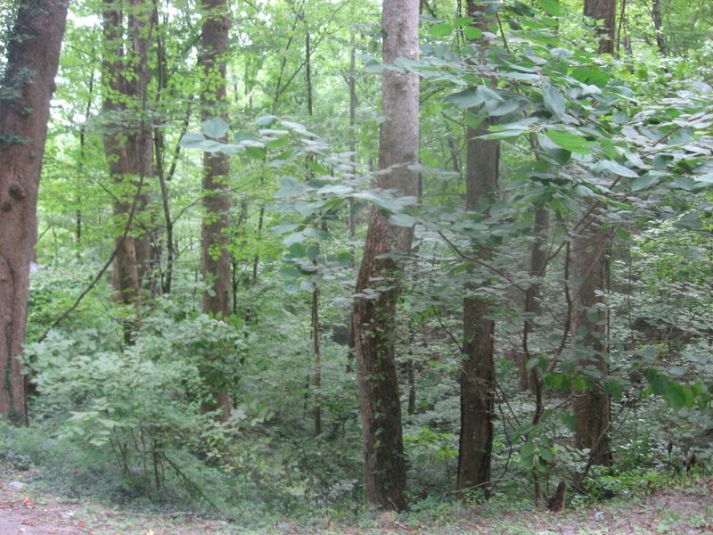 0 Loop Rd, Gatlinburg, TN 37738