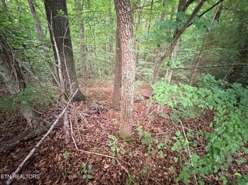 0 Lot 1 Evergreen Dr, Oneida, TN 37841