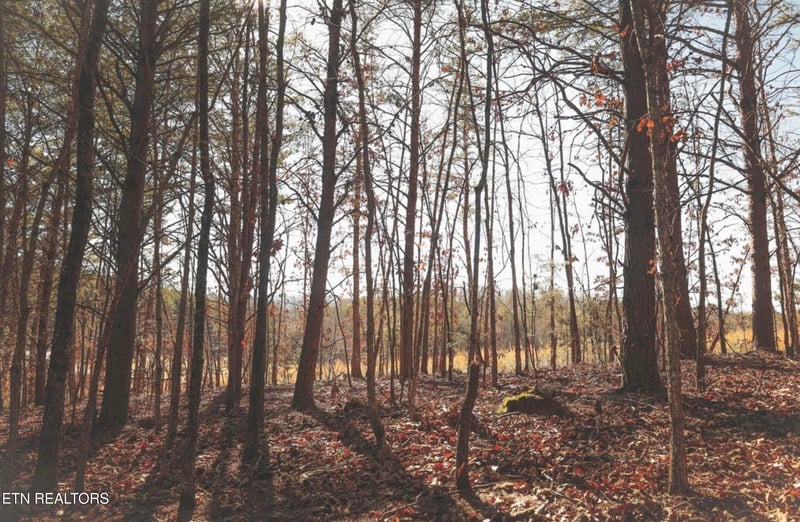 0 Lot 10 Curtis Rd, Tellico Plains, TN 37385