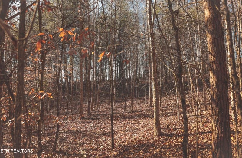 0 Lot 10 Curtis Rd, Tellico Plains, TN 37385
